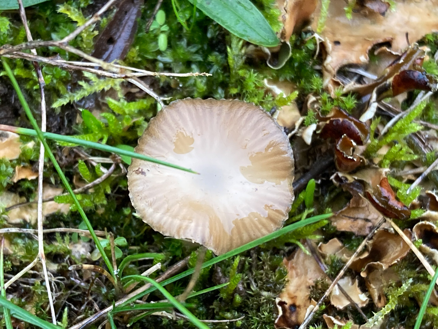 Photo by Russell Ness Gamundia striatula by Russell Ness